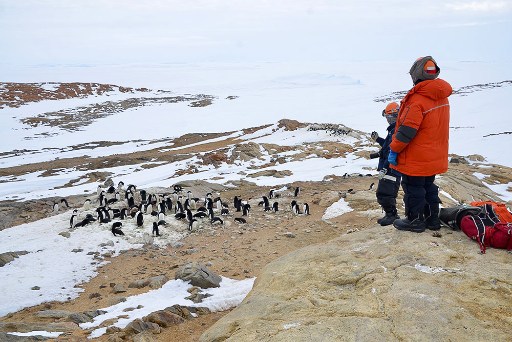 「ペンギンセンサス」は営巣地でペンギンの数を毎年記録し、繁殖や個体数の変化を追う長期調査で、観測隊が実際に行っている重要なモニタリング。